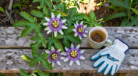 Why I Let My Passionflower Take Over My Fence (And It's Not Just Because It Looks So Good)