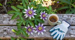 Why I Let My Passionflower Take Over My Fence (And It's Not Just Because It Looks So Good)