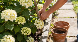 12 Best Hydrangea Plants for 2026