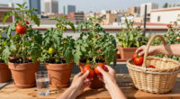 Barcelona Rooftops Could Supply 31% Of City’s Tomatoes