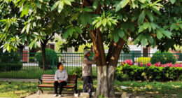 Cairo Denies Cutting Ancient Caper Tree In Maadi
