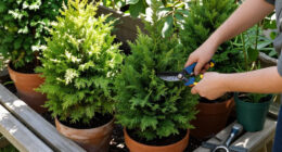 Every Garden Needs One Evergreen That Thrives On Neglect – Here Are 7 Of The Best To Plant