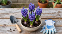 How To Plant Hyacinth Bulbs In September For Bowls Of Fragrant Christmas Flowers