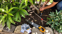 Kalgoorlie Tree Services Surges In Global Coverage