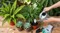Must-Have Plants That Will Be Twice The Price Come Spring – Add Them To Your Yard Now And Save Yourself A Fortune