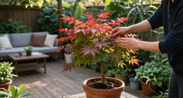 This Compact Japanese Maple Tree Just Went On Sale And It's A Year-Round Beauty In Every Backyard