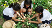 Three Schoolgirls In Kinsale Pulled Up A Pea Plant Covered In Warts (2016)