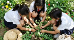 Three Schoolgirls In Kinsale Pulled Up A Pea Plant Covered In Warts (2016)