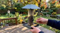 What Backyard Birds Need In September – 6 Easy Ways To Help Them Through Fall