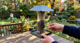 What Backyard Birds Need In September – 6 Easy Ways To Help Them Through Fall