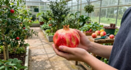 What’s Your Birth Month Fruit? Find Out What It Means – And Whether You Can Grow It