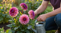 Why Are My Dahlia Flowers Fading In September? Fixing Late-Season Bloom Drop
