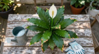 Why Is My Peace Lily Flower Turning Brown? 6 Reasons It Happens And How To Keep Blooms Looking Fresh