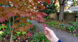 11 Best Native Trees for Fall Color in 2027