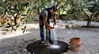 11 Best Olive Tree Fertilizers for Healthier Growth in 2027