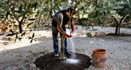 11 Best Olive Tree Fertilizers for Healthier Growth in 2027