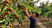 13 Best Jujube Trees for Home Orchards in 2027
