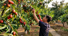 13 Best Jujube Trees for Home Orchards in 2027
