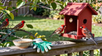 14 Best Bird Feeders for Cardinals in 2027
