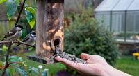 14 Best Bird Seed for Songbirds in 2027