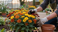 14 Best Garden Chrysanthemums for Colorful, Long-Lasting Beds in 2027