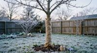 15 Best Fruit Tree Winter Protection Options for 2027
