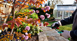 3 Best Autumn Flowering Trees in 2027