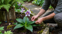 6 Best Toad Lily Plants for Shade Gardens in 2027
