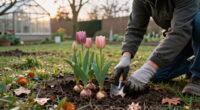 6 Striking Bulbs To Plant In November And Skyrocket Your Spring Garden – There’s Still Plenty Of Time