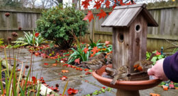 9 Ways To Attract More Birds To Your Yard This Fall—And Help Them Thrive
