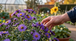 Bees Swarm To This Flower In October For Vibrant, Life-Giving Blooms – And It Deserves A Spot In Your Yard
