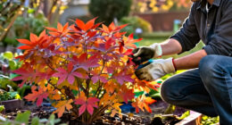 Best Shrubs For Fall Color In 2027