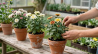 Deadheading Mums Is A Waste Of Time – Do This Instead