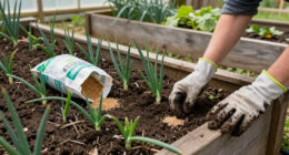 How To Grow Onions With The Right Onion Fertilizer For Yield