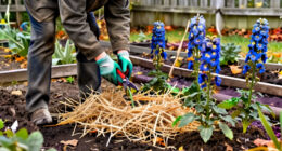 How To Prepare Your Delphinium Plants For Winter