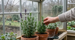Maximising Scent In The Winter Months