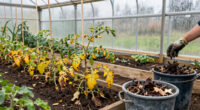 Should You Compost Spent Tomato Plants? A Disease By Disease Fall Checklist