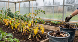 Should You Compost Spent Tomato Plants? A Disease By Disease Fall Checklist