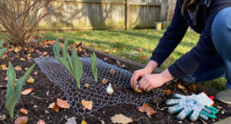 Stop Squirrels From Digging Up Fall Bulbs Without Gimmicks
