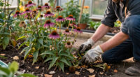 What Coneflowers Need In October For Better Blooms Next Year – Plus One Bonus For The Birds