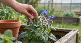 What Is Borage? Learn To Grow This Pollinator-Friendly Herb