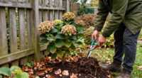What To Do With Hydrangeas In October To Set Your Plants Up For Winter