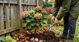 What To Do With Hydrangeas In October To Set Your Plants Up For Winter