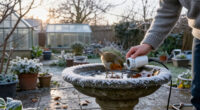 Wildlife Experts Say This Clever Gadget Will Stop Your Bird Bath From Freezing Over This Winter – It’s A Fuss-free Way To Support Birds In Cold Weather